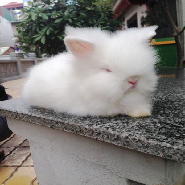 Chú thỏ sang chảnh có tủ thay đồ, giường ngủ riêng ở Hà Nội